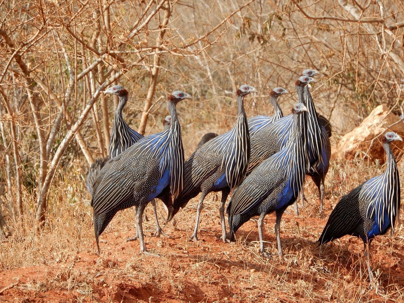 2 Day  Tsavo East Safari from Mombasa